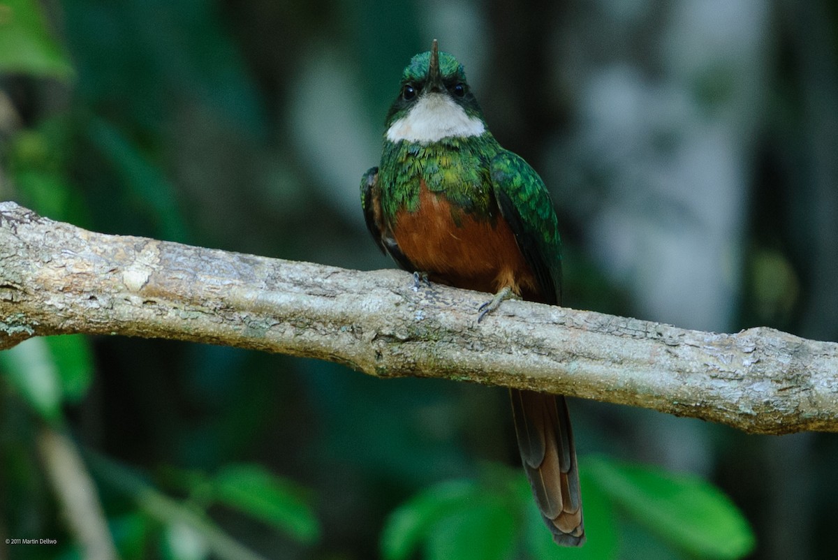 Rotschwanz-Glanzvogel - ML645504792