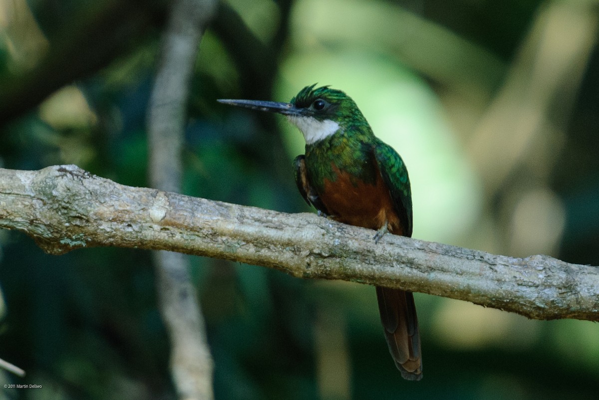 Rotschwanz-Glanzvogel - ML645504793