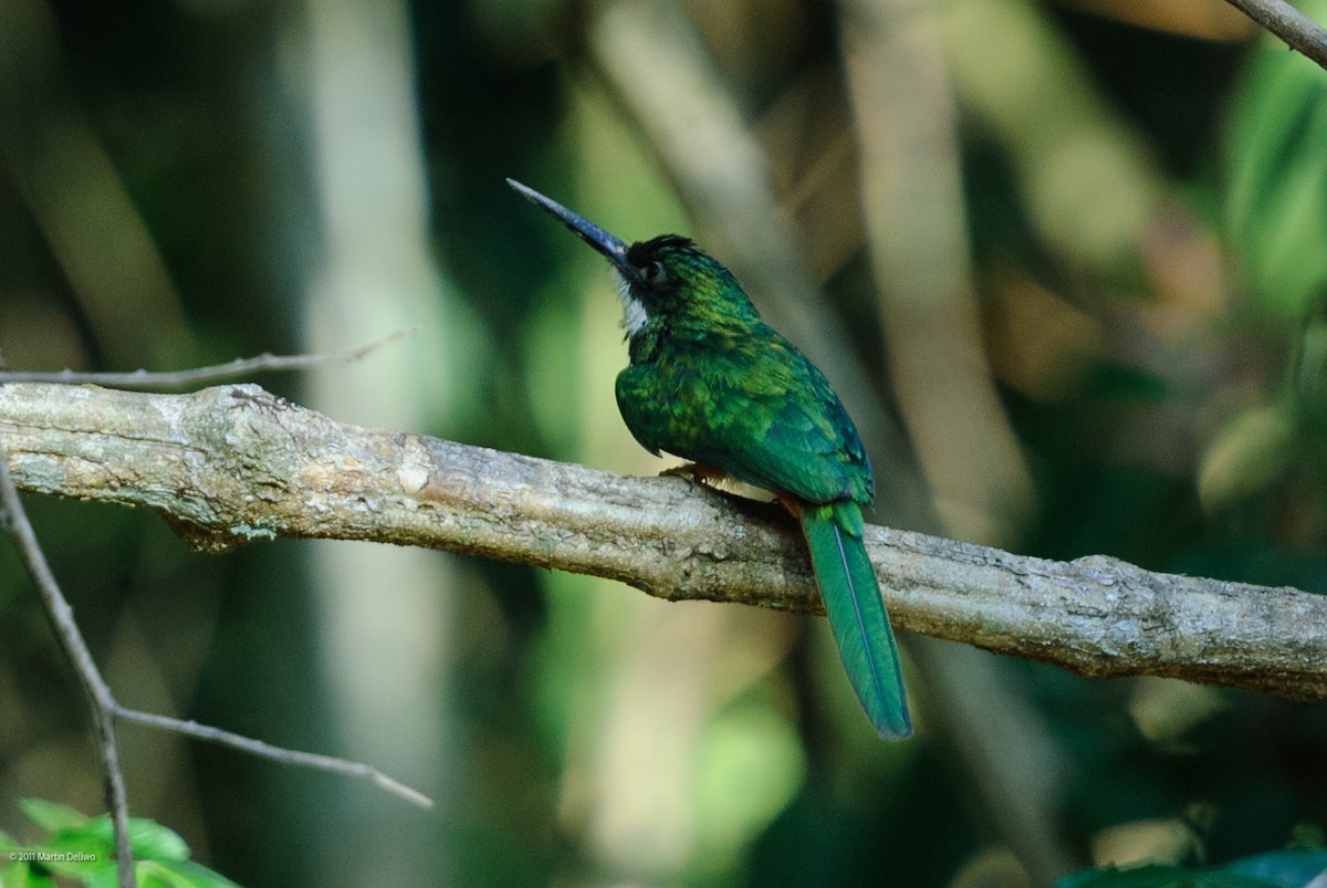 Rotschwanz-Glanzvogel - ML645504794