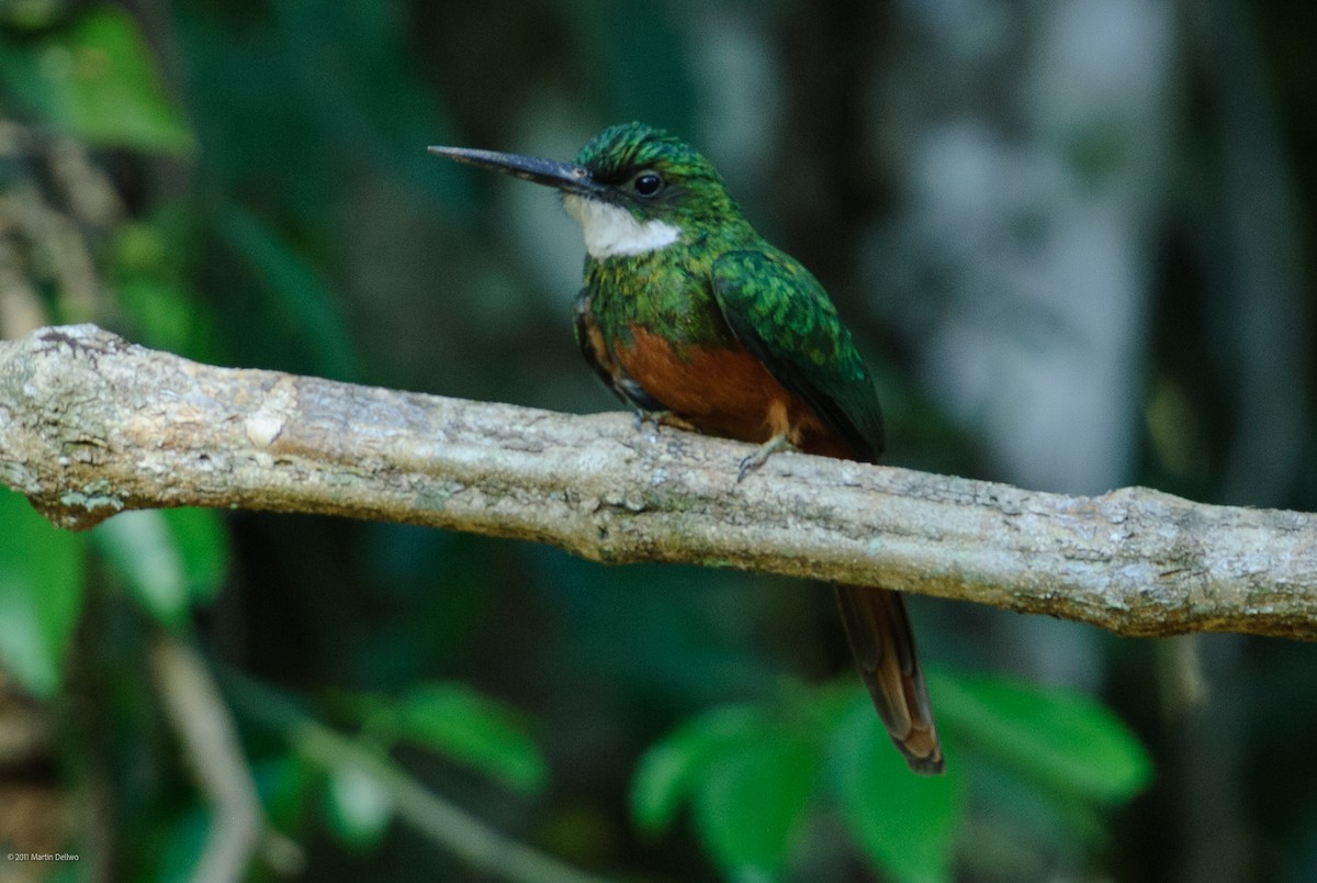 Rotschwanz-Glanzvogel - ML645504795