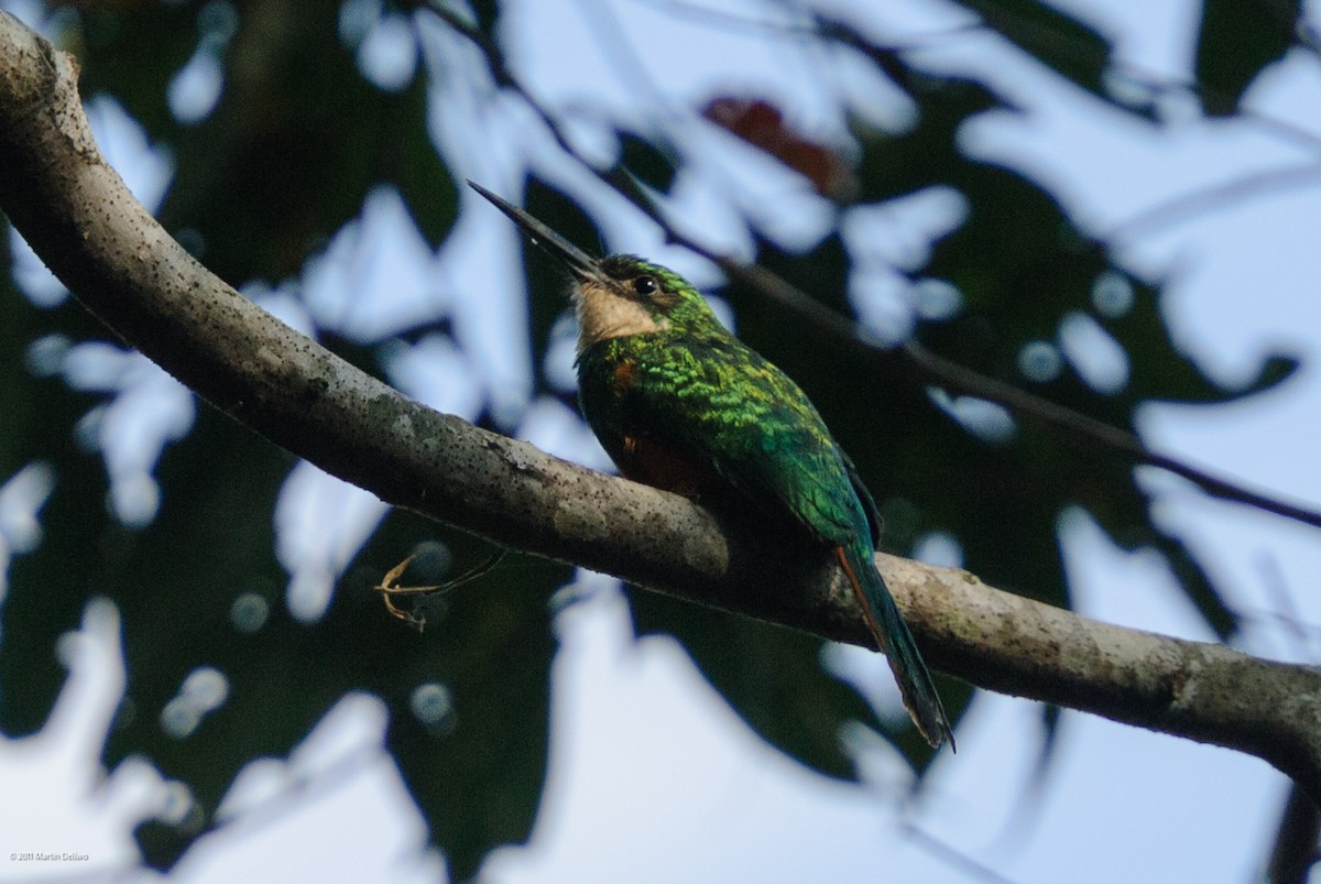 Rotschwanz-Glanzvogel - ML645504796