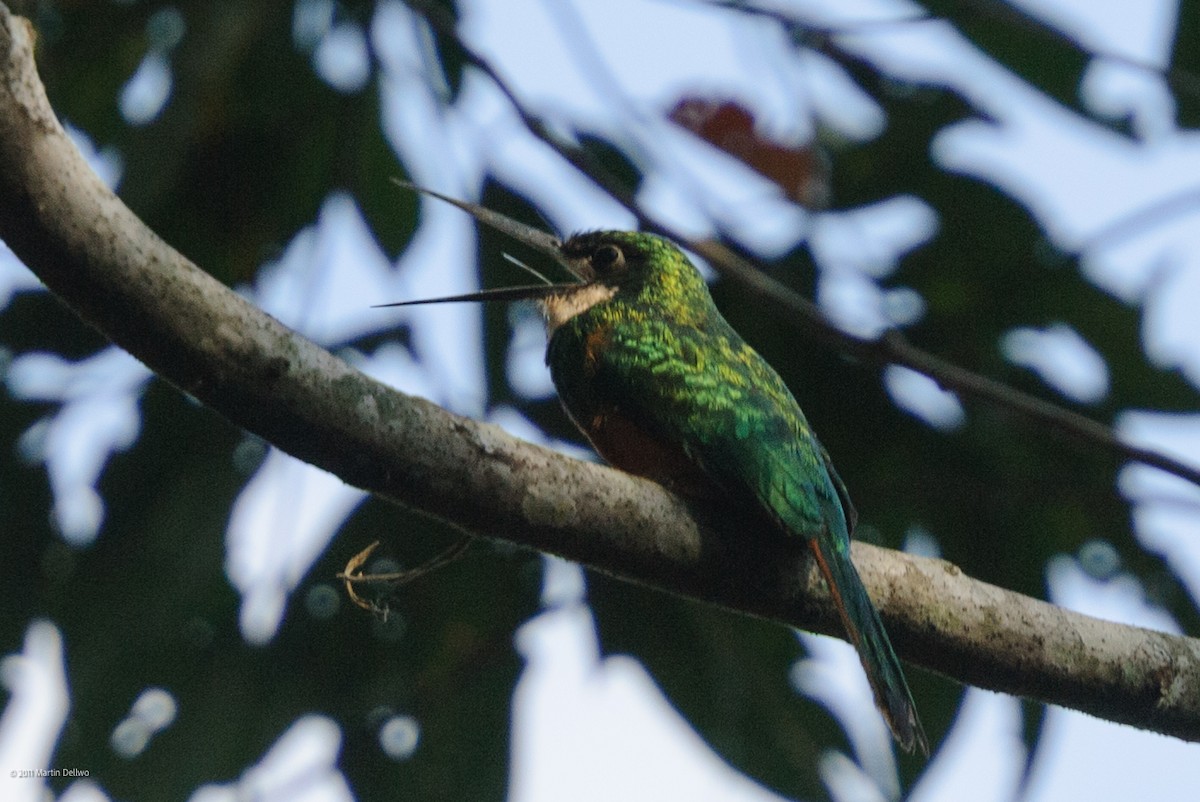 Rotschwanz-Glanzvogel - ML645504797