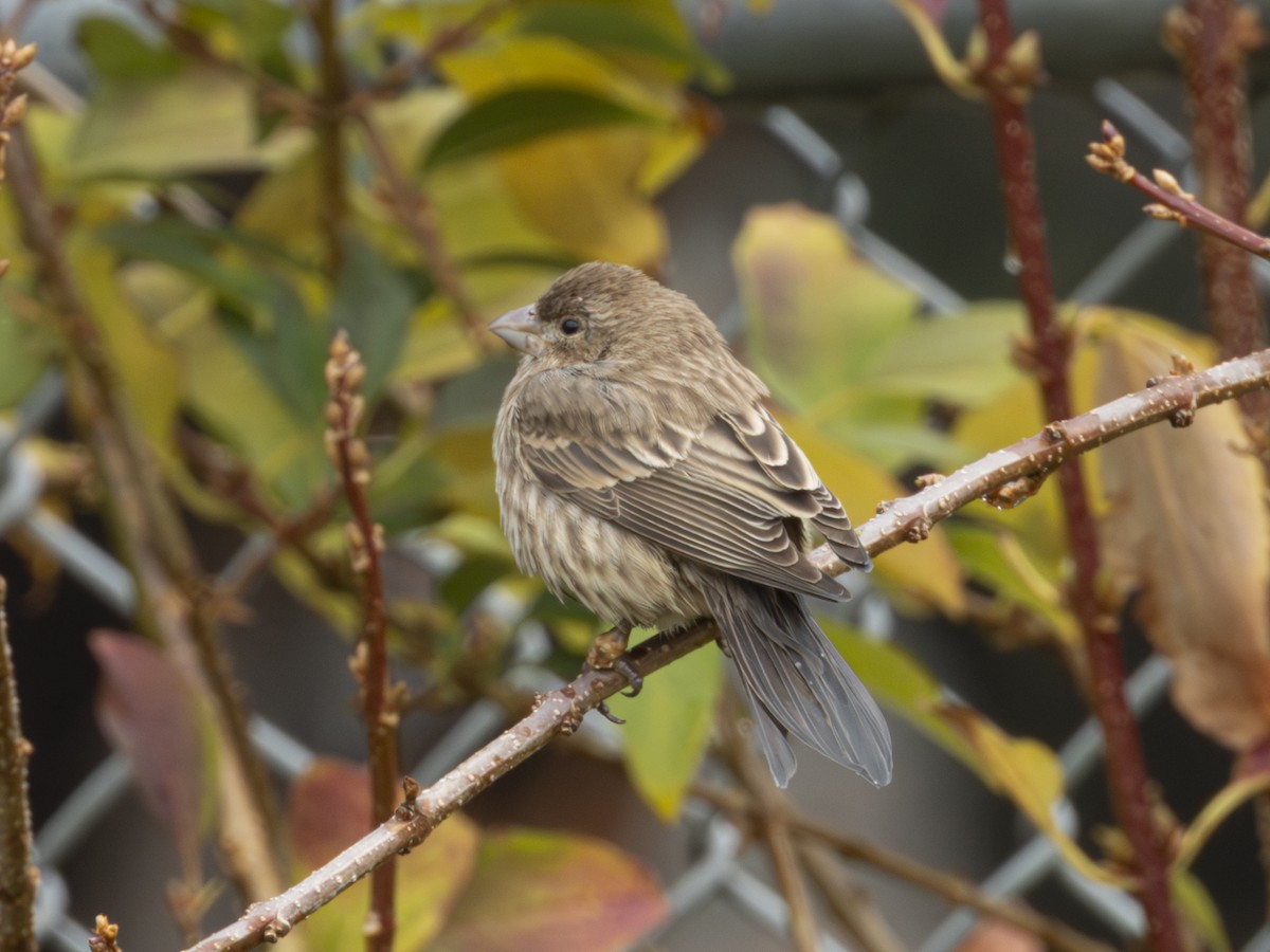 Hausgimpel - ML645504798