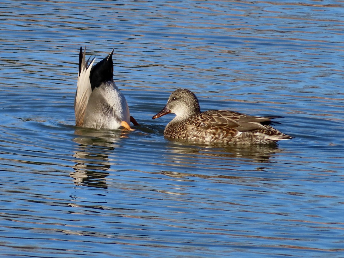 Schnatterente - ML645504799