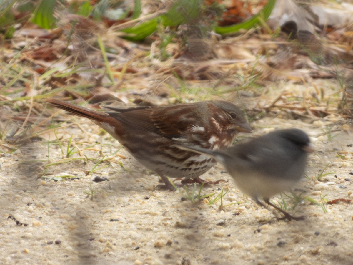 Fuchsammer - ML645504800