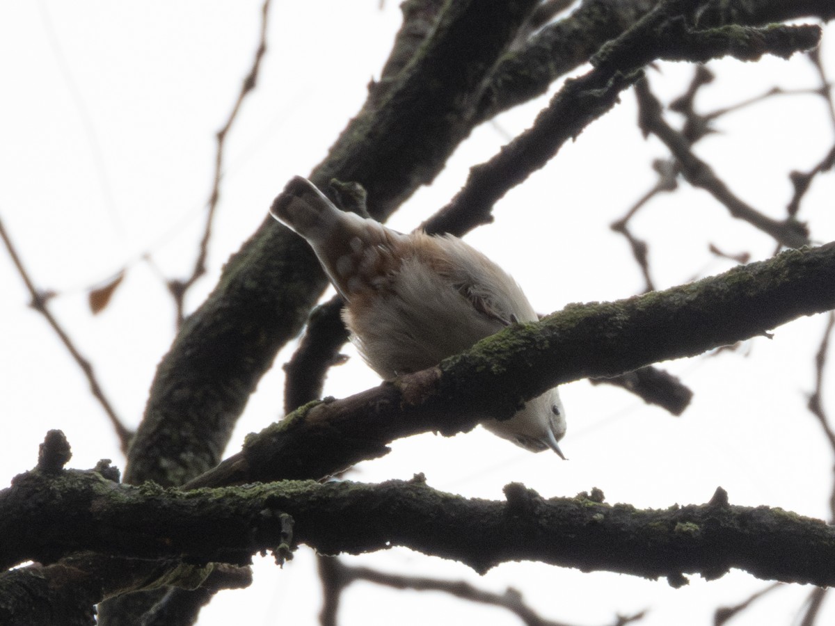 Weißbrustkleiber - ML645504803