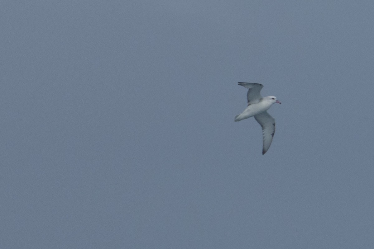 Silbersturmvogel - ML645504804