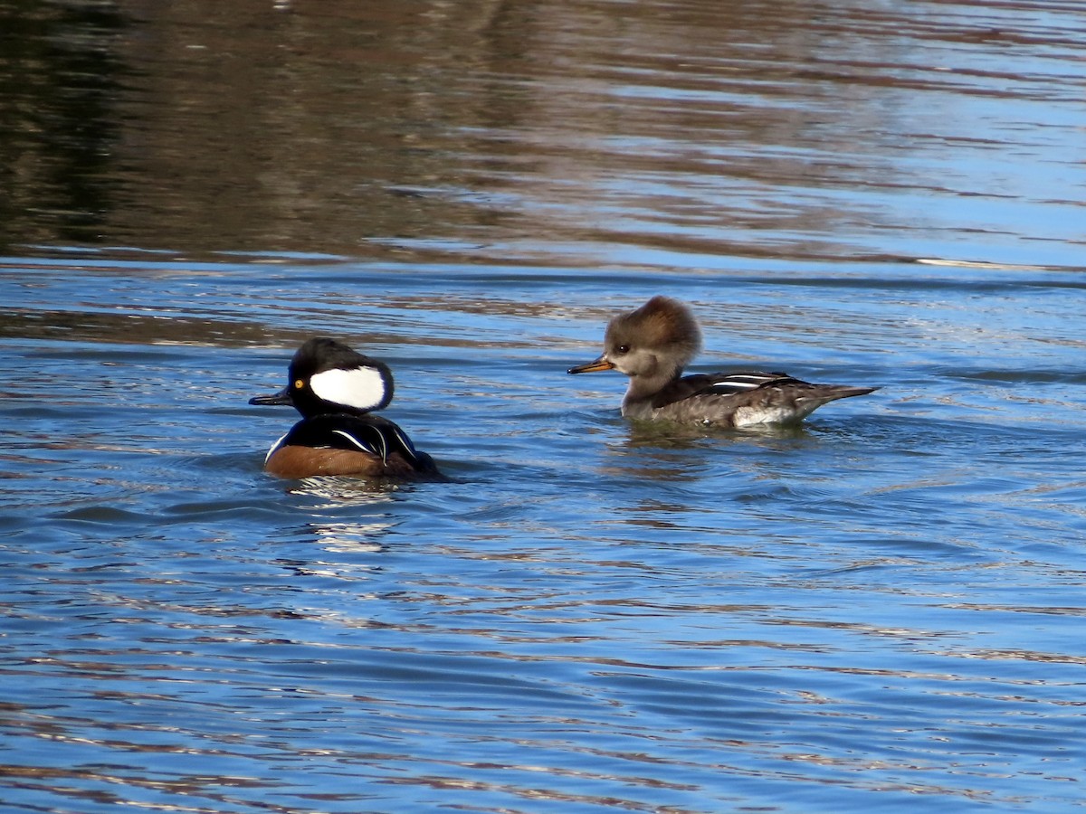 Kappensäger - ML645504805