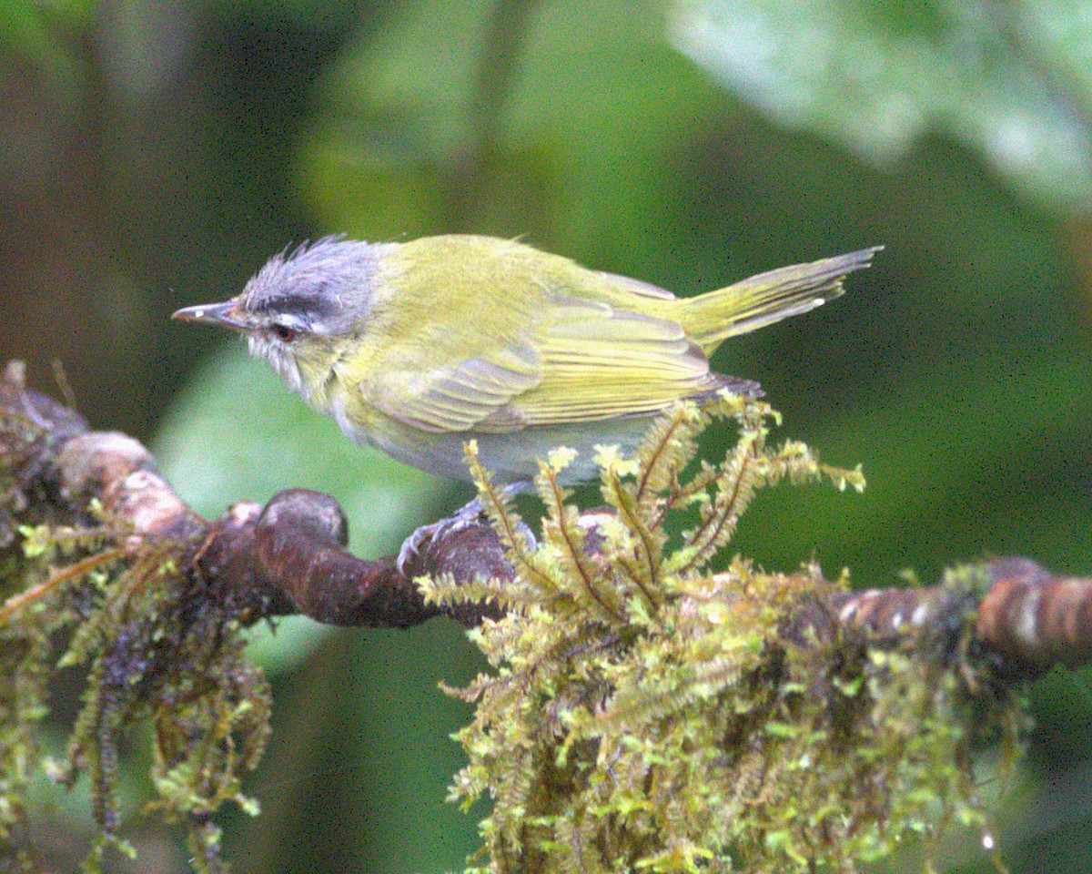 Chivivireo - ML645504806