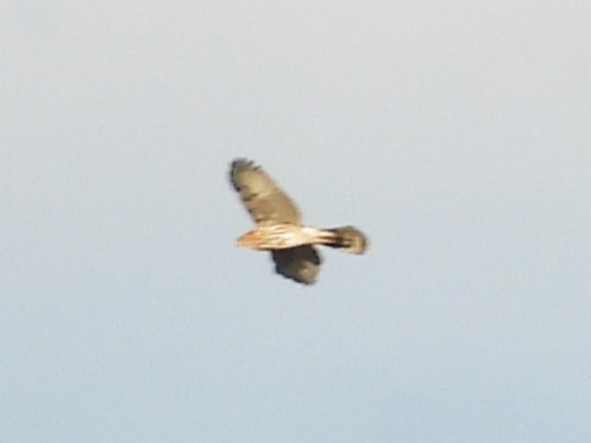 Rundschwanzhabicht - ML645504808