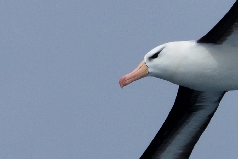 Schwarzbrauenalbatros - ML645504815