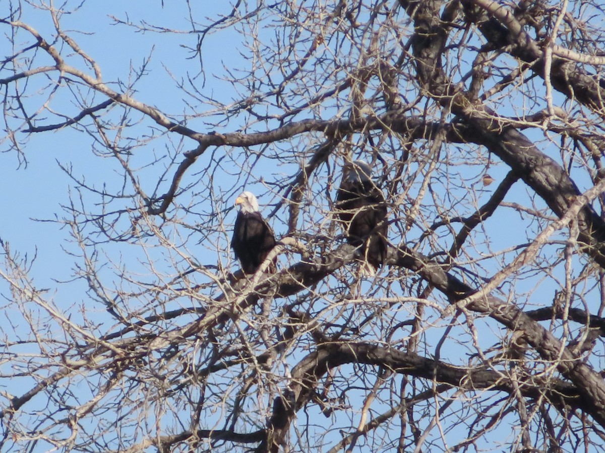 Weißkopf-Seeadler - ML645504816