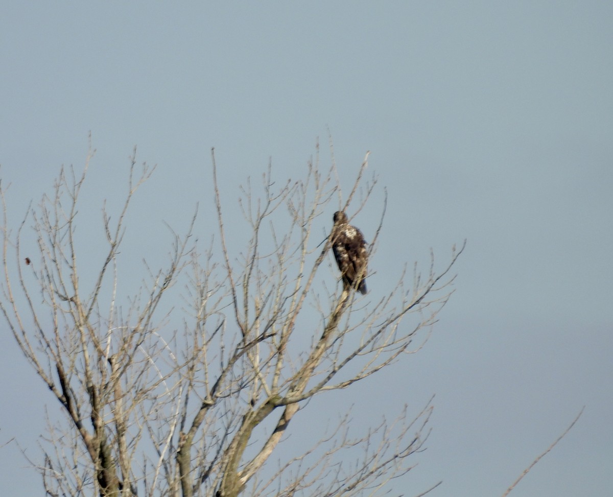 Weißkopf-Seeadler - ML645504819
