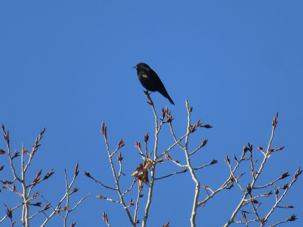 Rotflügelstärling - ML645504820