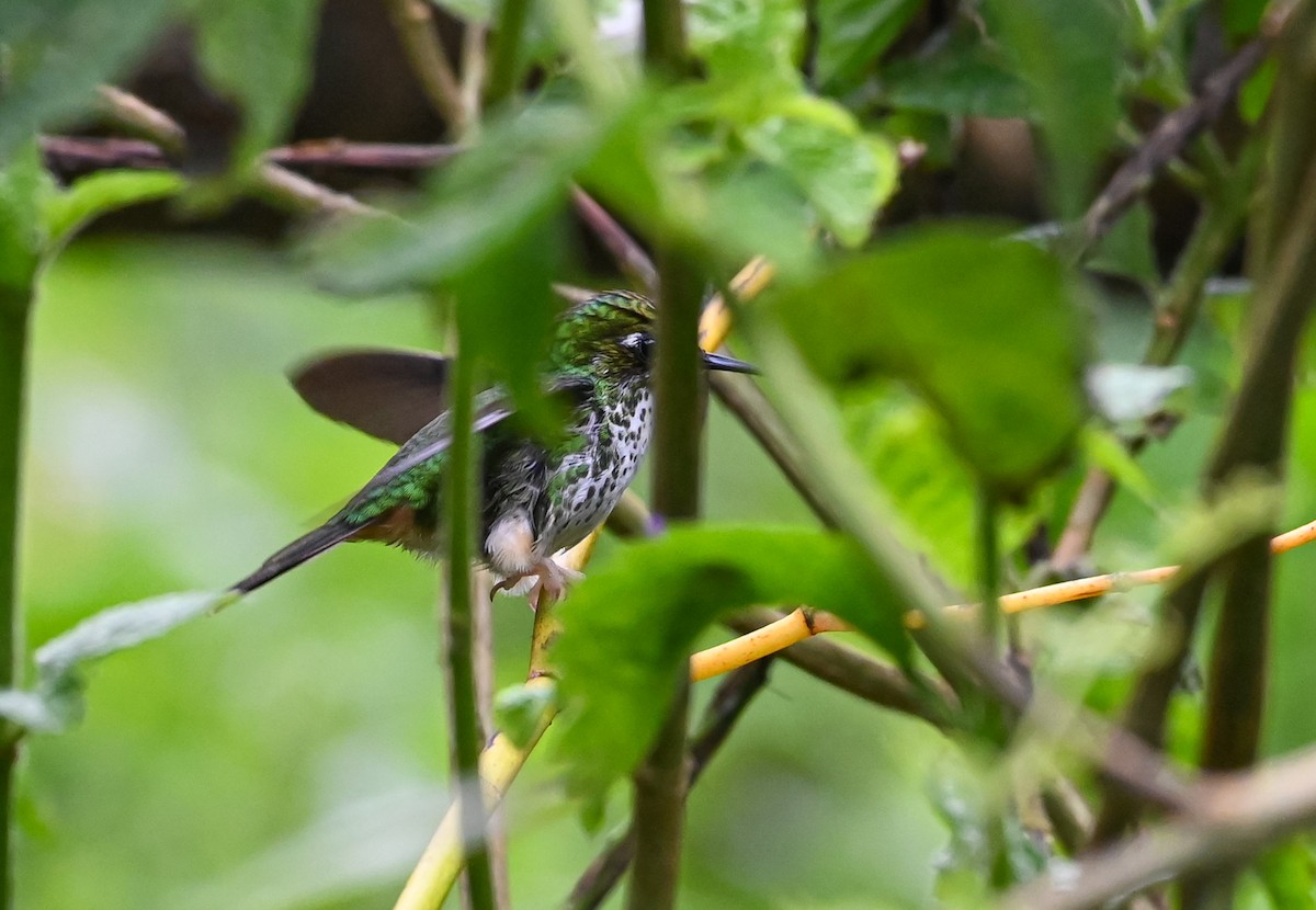 Grünscheitel-Flaggensylphe - ML645504821