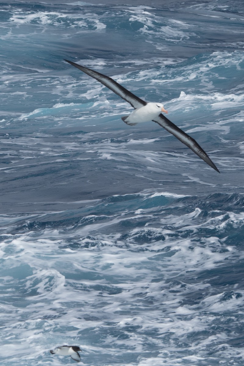 Kapsturmvogel - ML645504835