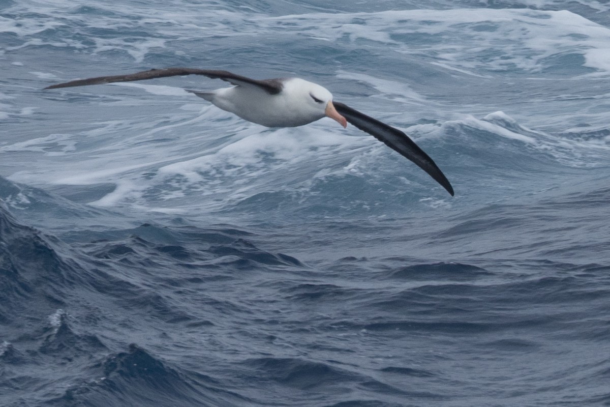 Schwarzbrauenalbatros - ML645504846