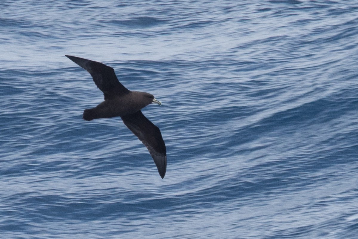 White-chinned Petrel - ML645504850
