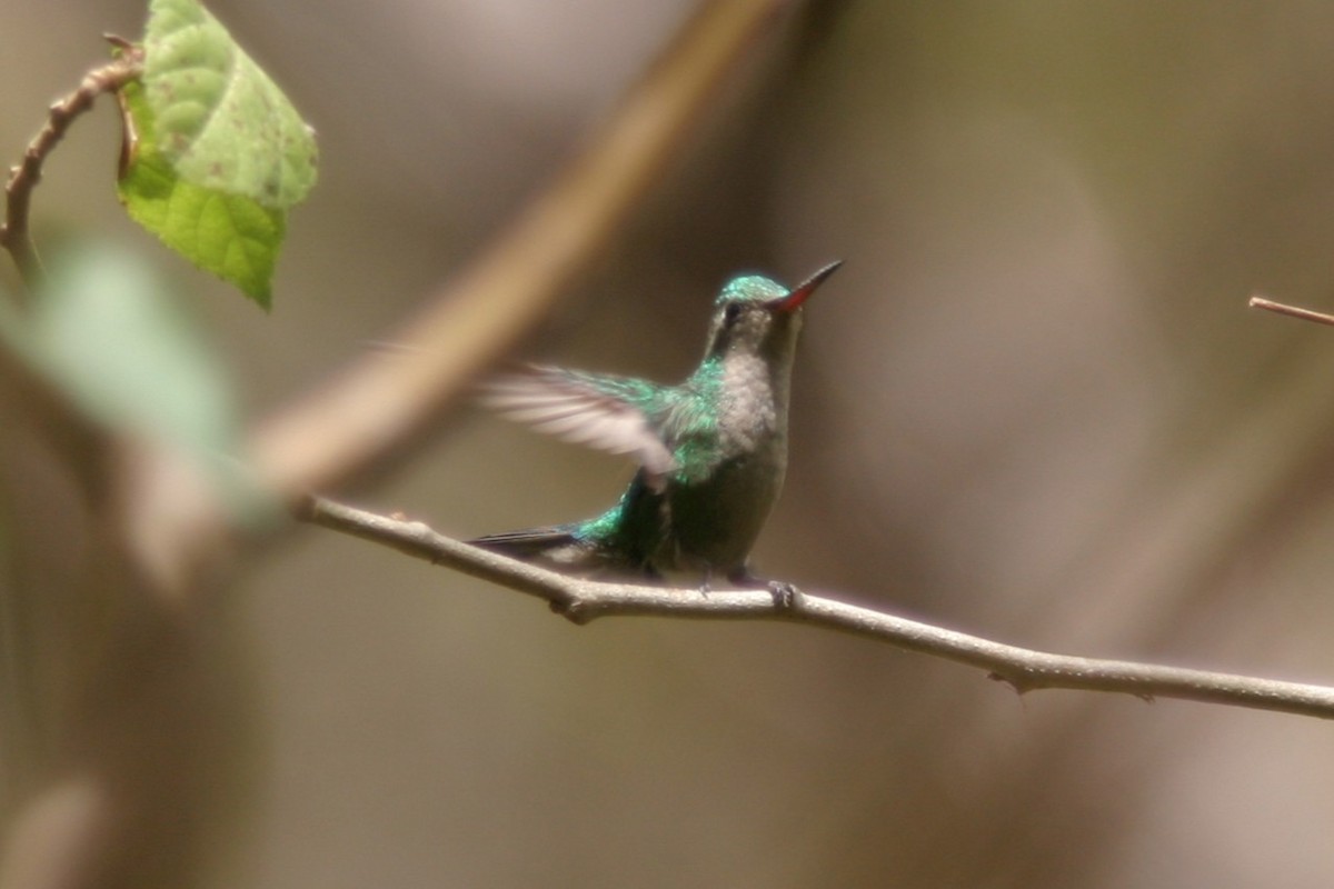 Canivet's Emerald - ML645504853