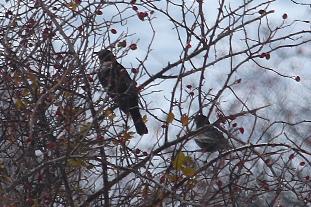 Ring Ouzel (Alpine) - ML645504859