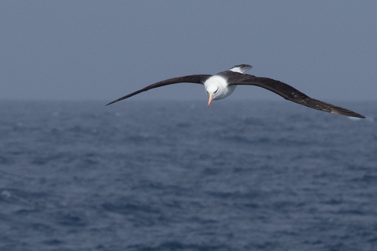 Schwarzbrauenalbatros - ML645504861