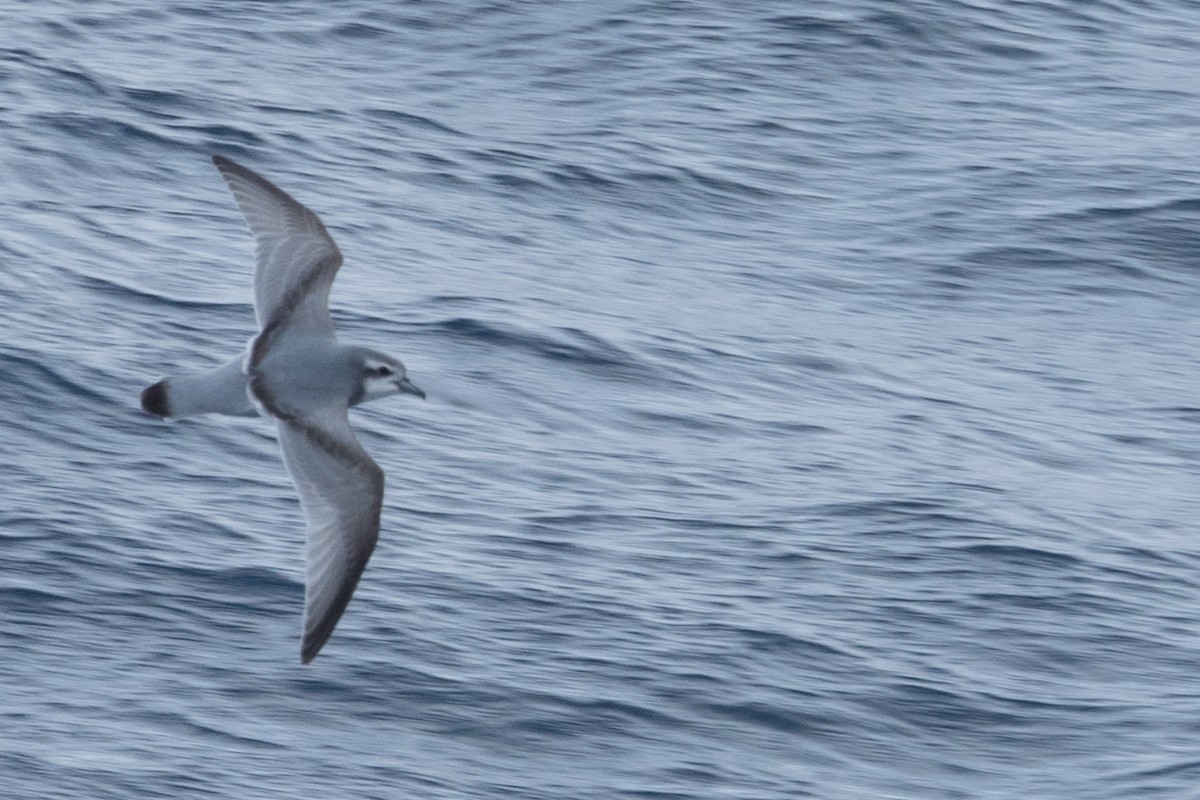 antarktishvalfugl - ML645504864