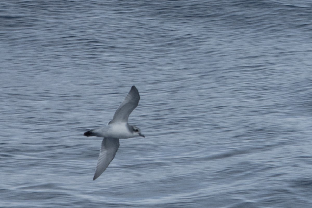 antarktishvalfugl - ML645504865