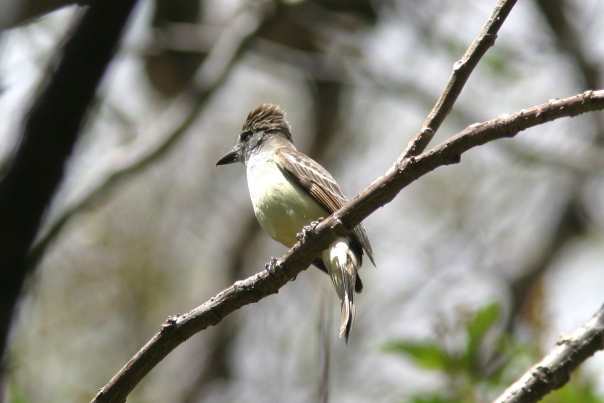 Brown-crested Flycatcher - ML645504867