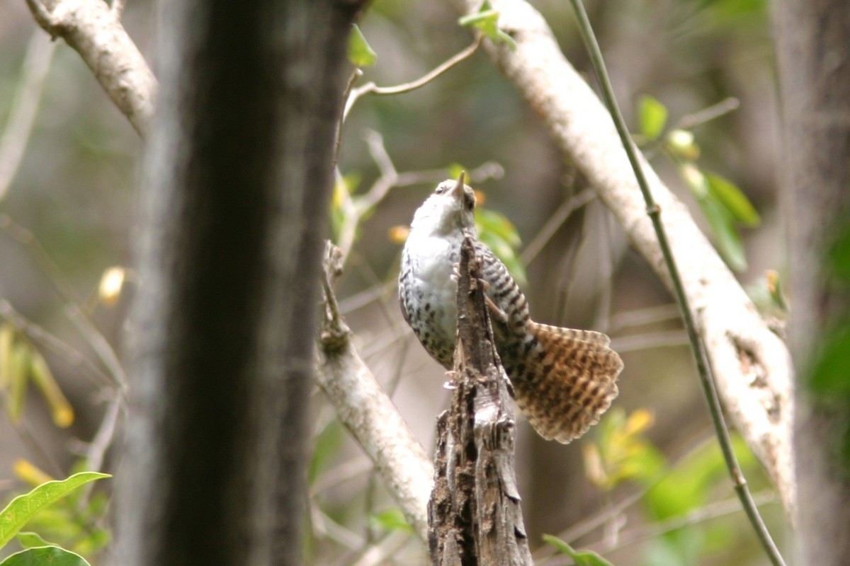 Banded Wren - ML645504868