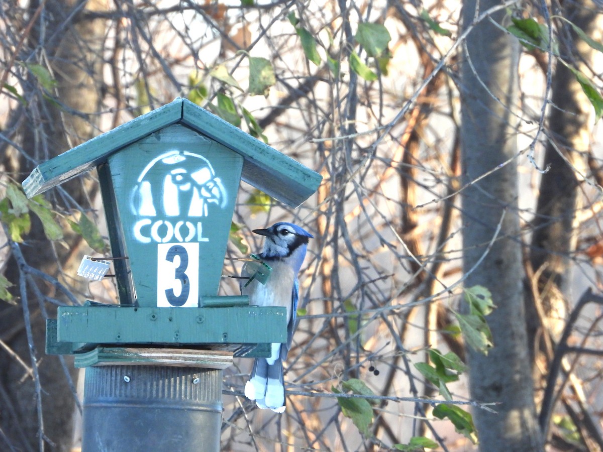 Blue Jay - ML645504869