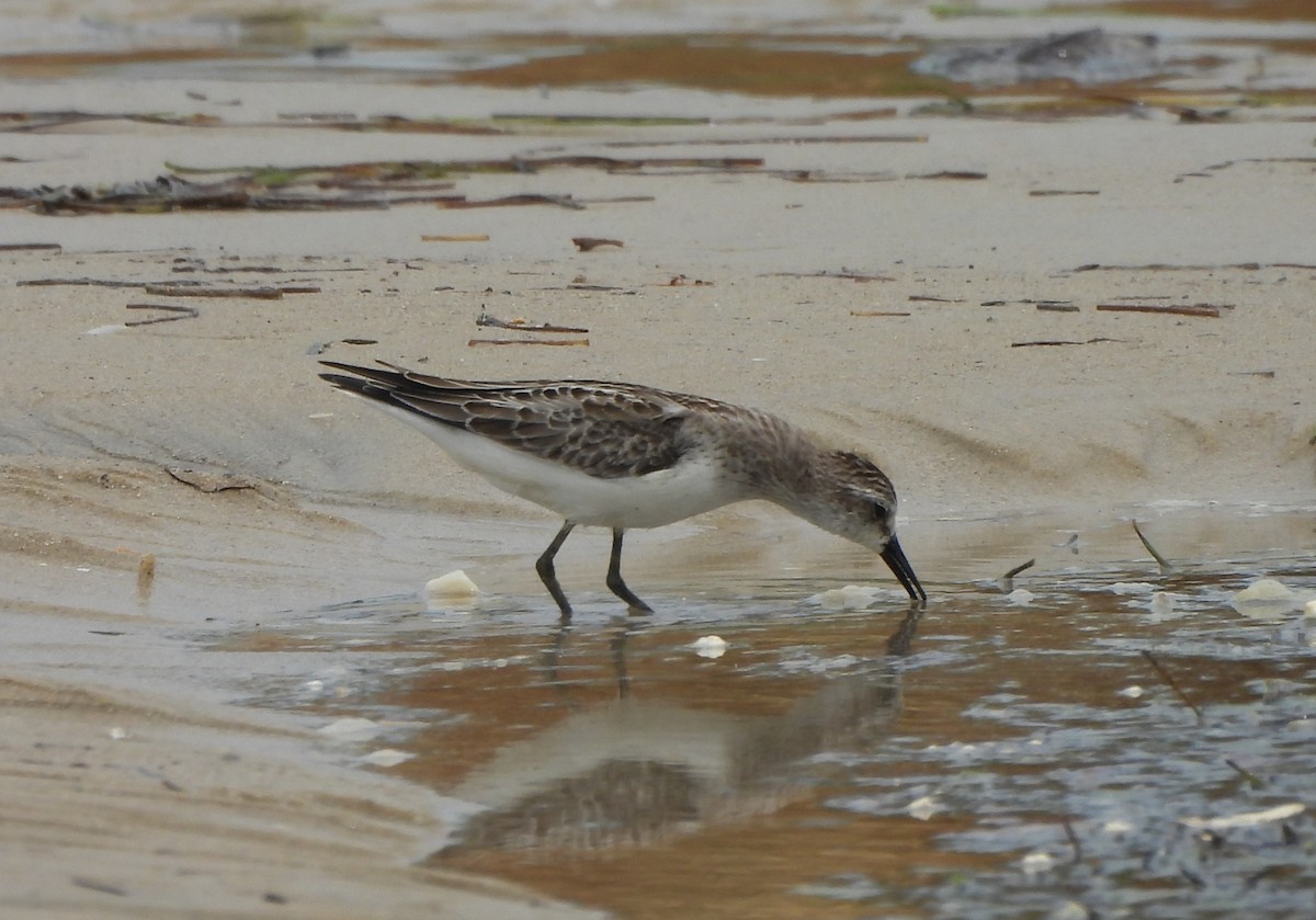 Semipalmated Sandpiper - ML645504870