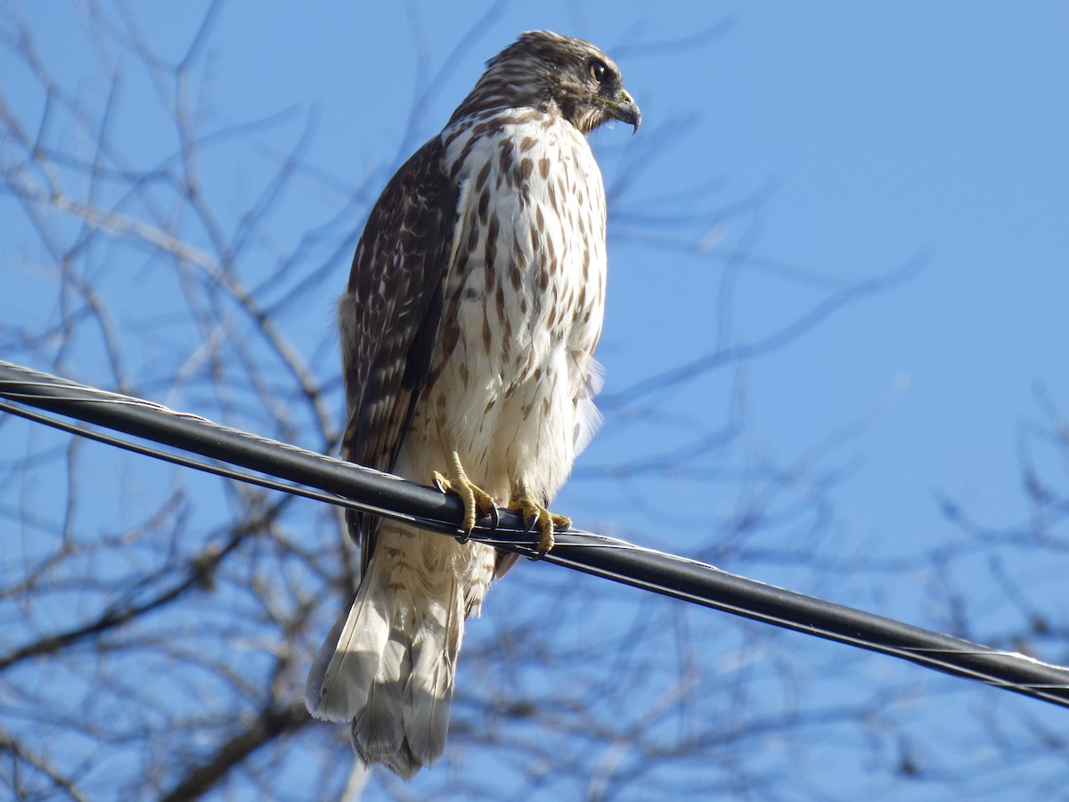 Red-shouldered Hawk - ML645504871