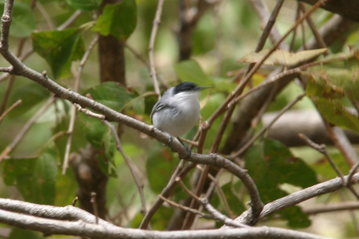 White-lored Gnatcatcher - ML645504878