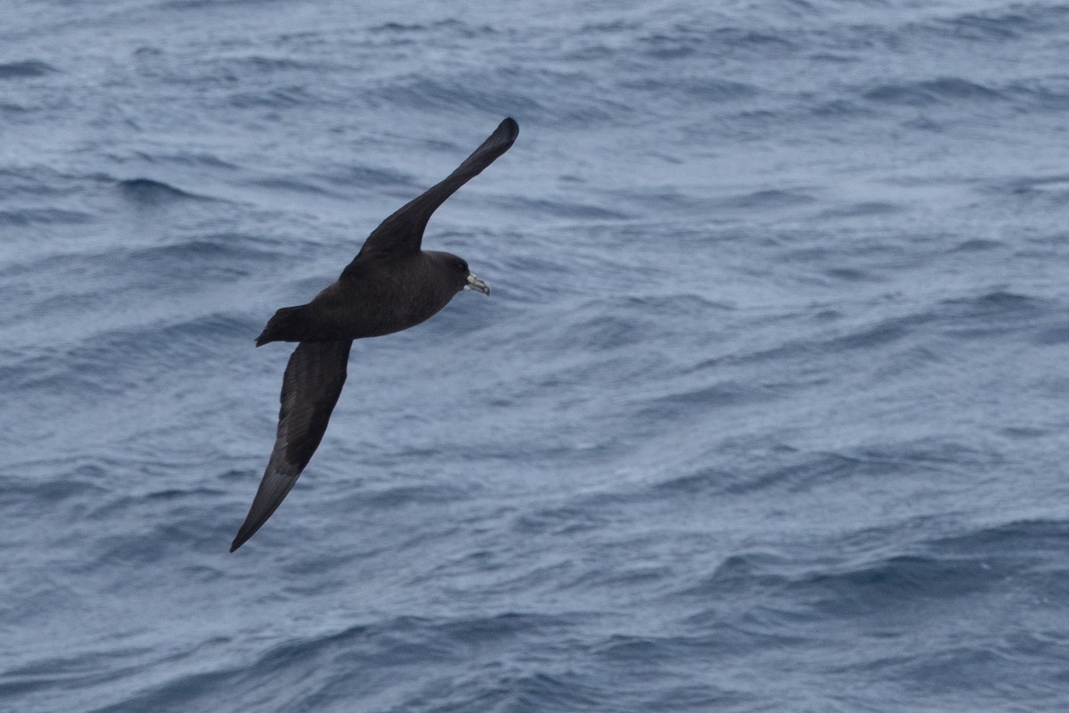 White-chinned Petrel - ML645504880