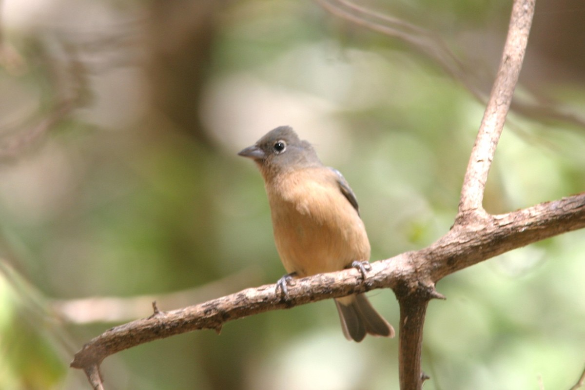 Rose-bellied Bunting - ML645504885