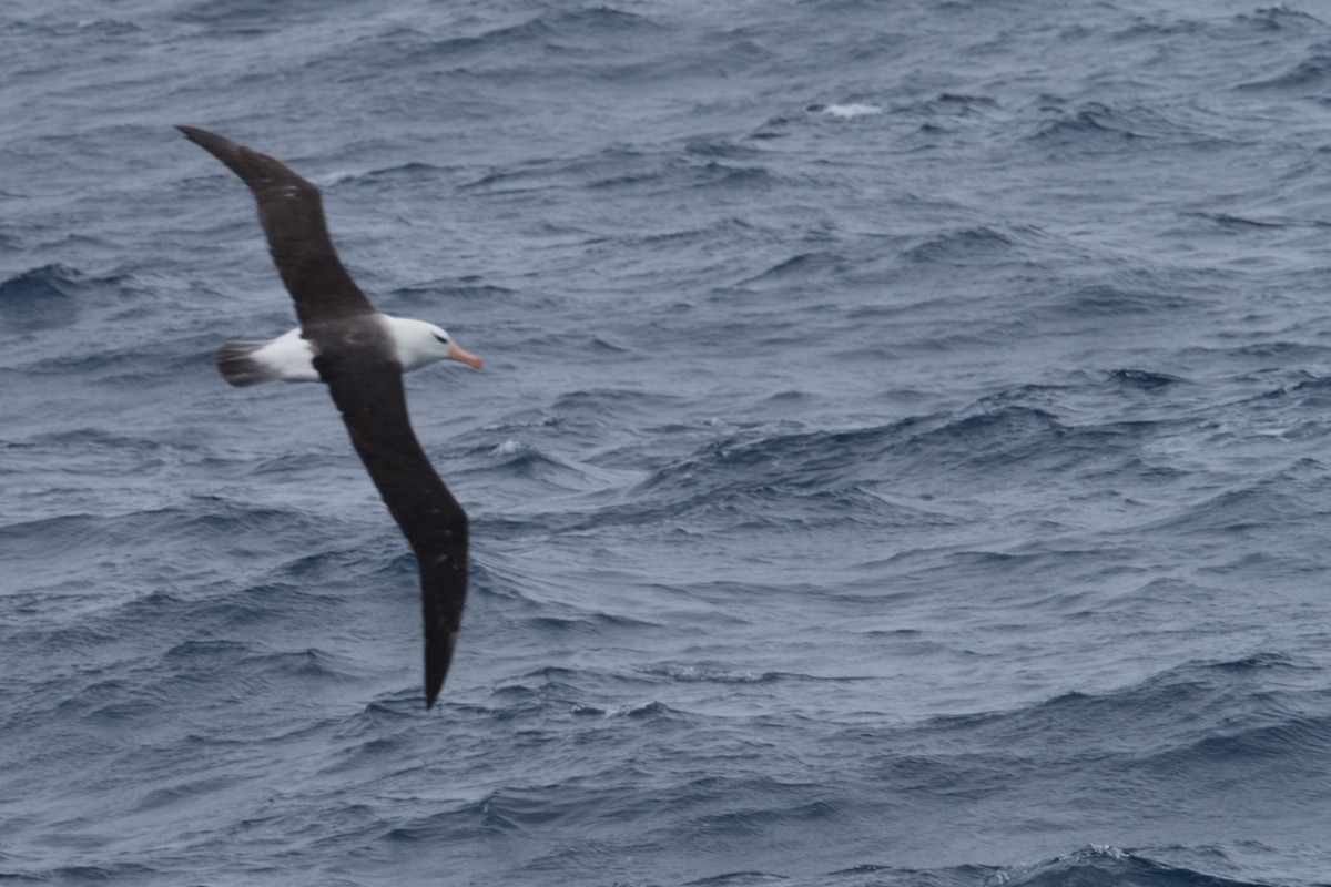 Schwarzbrauenalbatros - ML645504886