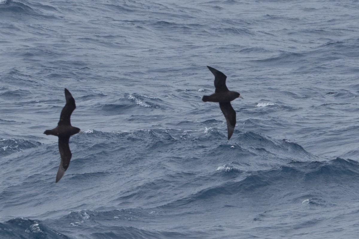 White-chinned Petrel - ML645504887