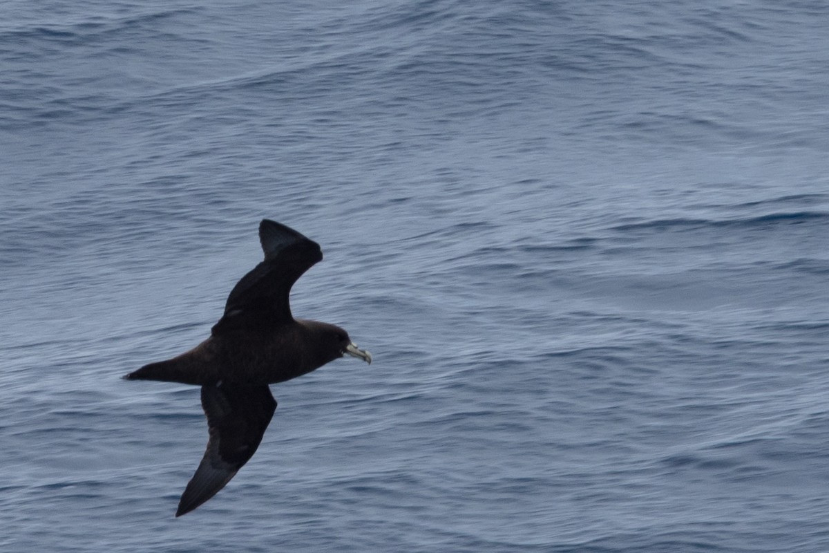 White-chinned Petrel - ML645504888