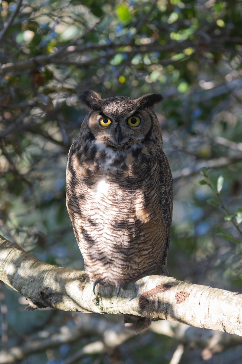 Great Horned Owl - ML645504902