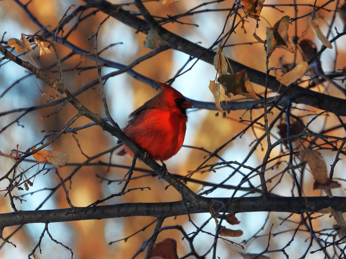 Northern Cardinal - ML645504919