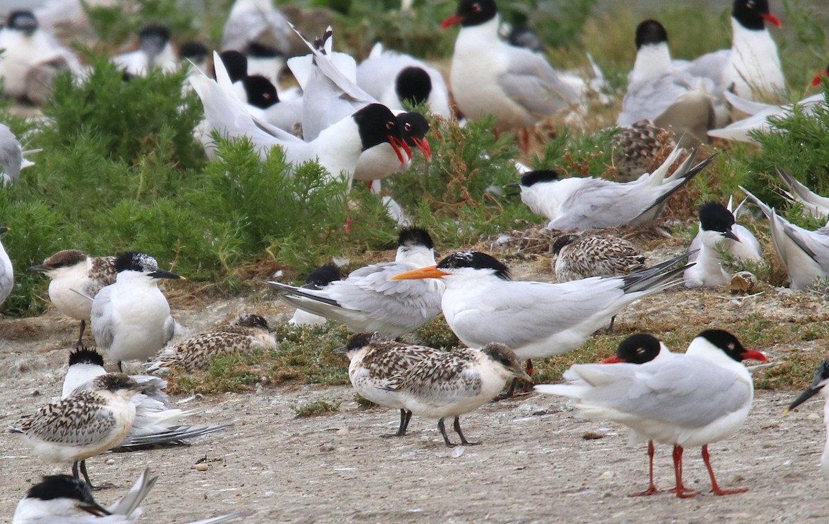 アフリカオオアジサシ - ML645504921