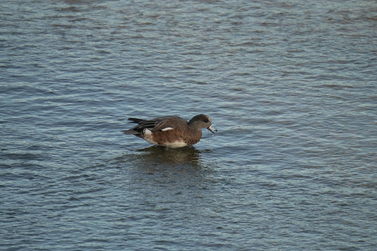 American Wigeon - ML645504926