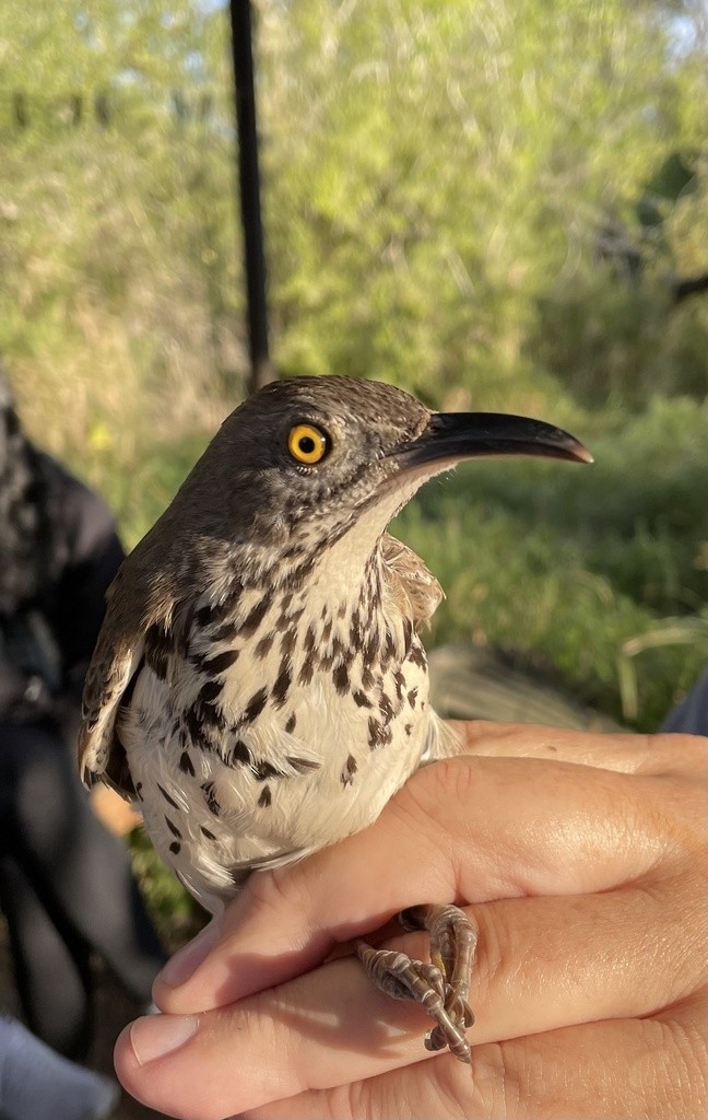Long-billed Thrasher - ML645504927