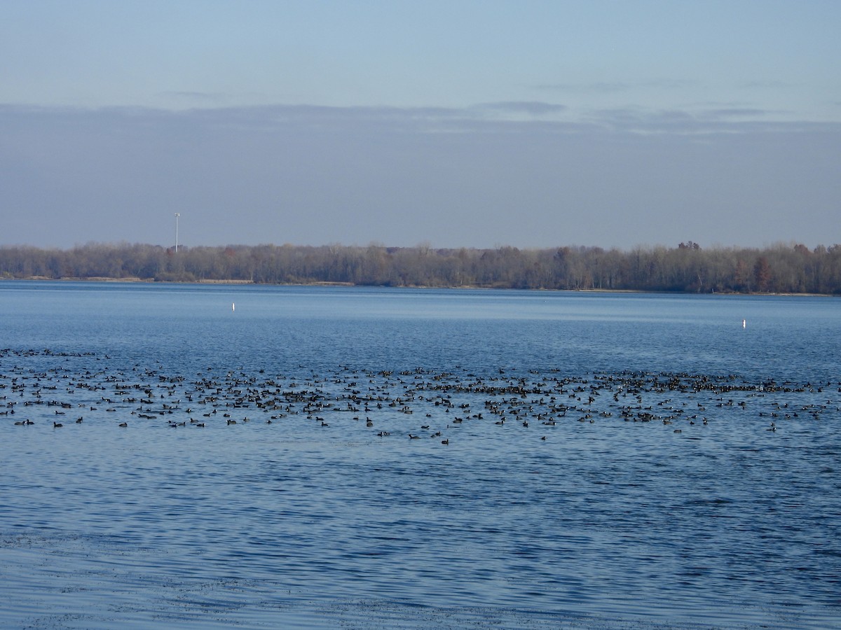 Лиска американська - ML645504929