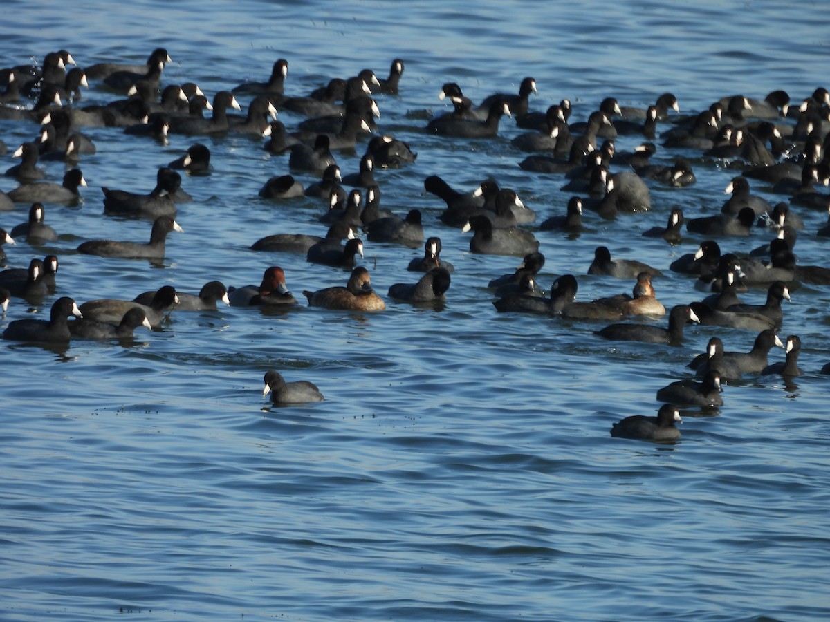 Лиска американська - ML645504931