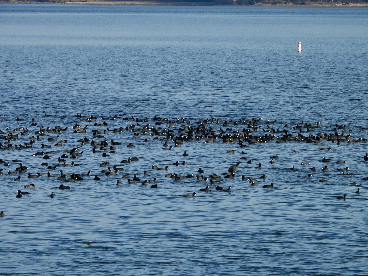 Лиска американська - ML645504932