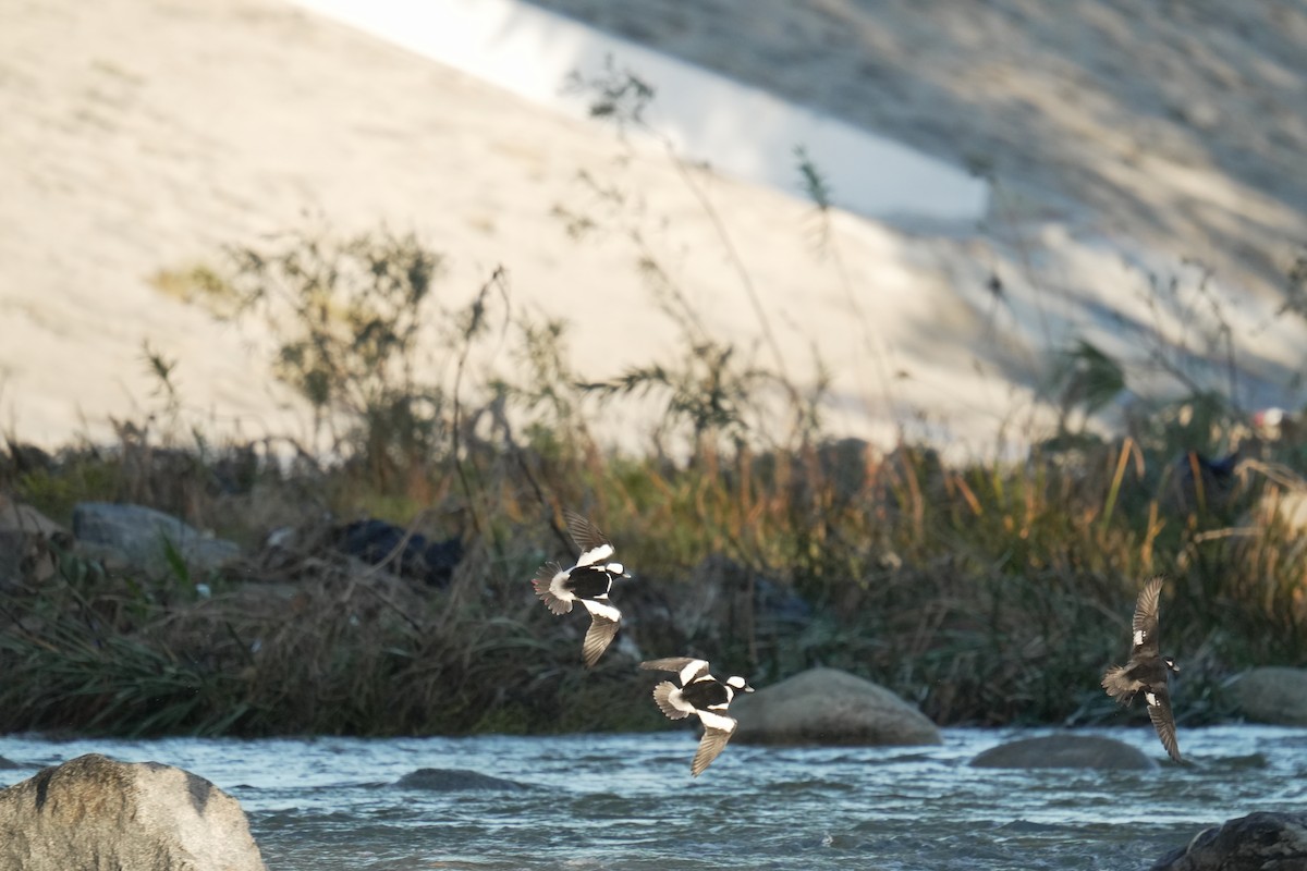 Bufflehead - ML645504938