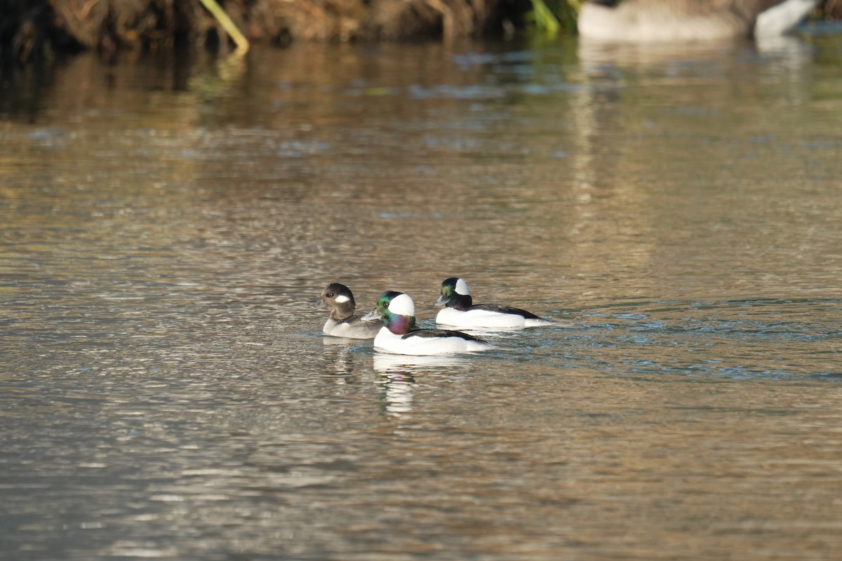 Bufflehead - ML645504940