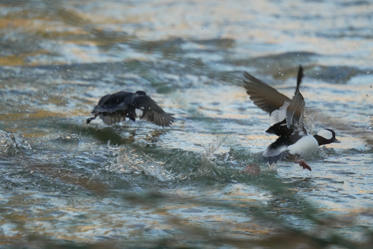 Bufflehead - ML645504941