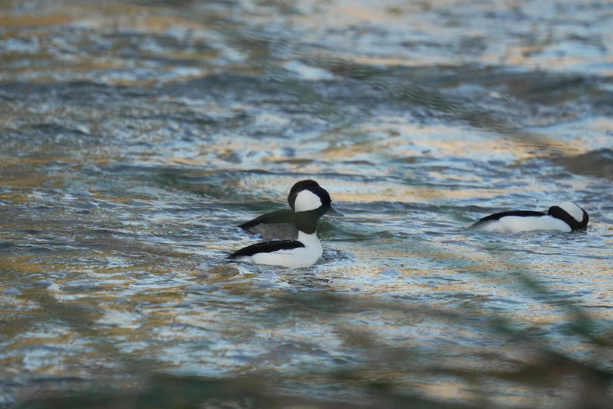 Bufflehead - ML645504942